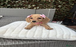 Miniature Dachshund dogs for sale: Long hair cream mini dachshund puppies 30th july in Liverpool - Image 30