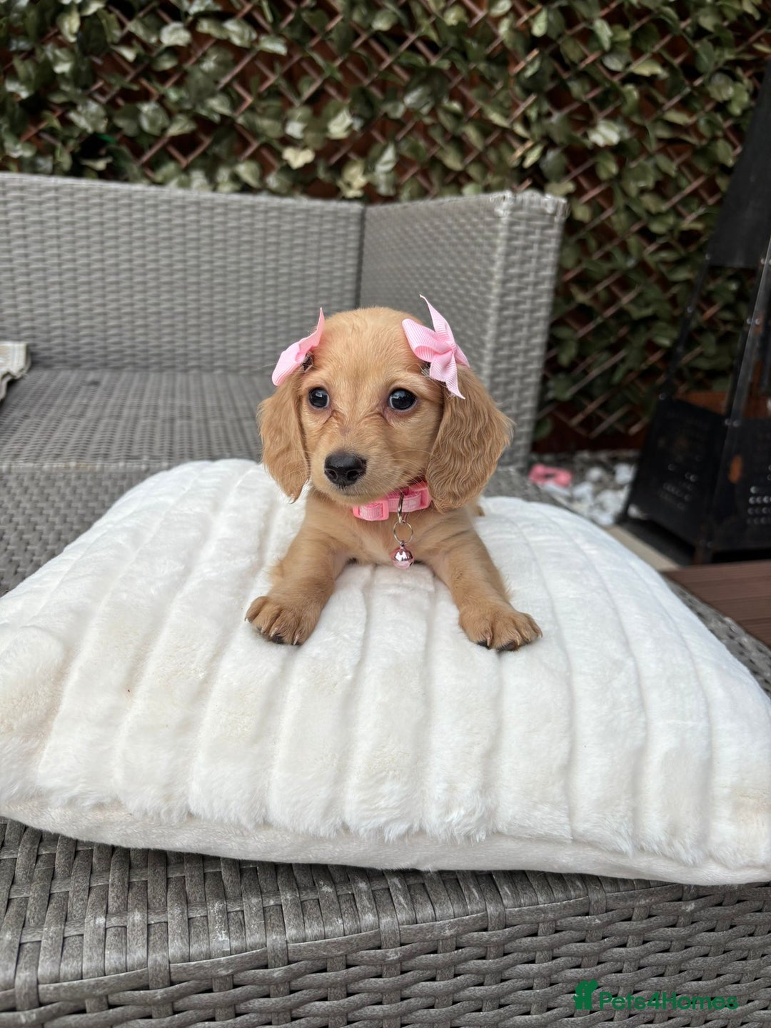 Miniature Dachshund dogs for sale: Long hair cream mini dachshund puppies 30th july in Liverpool - Image 30