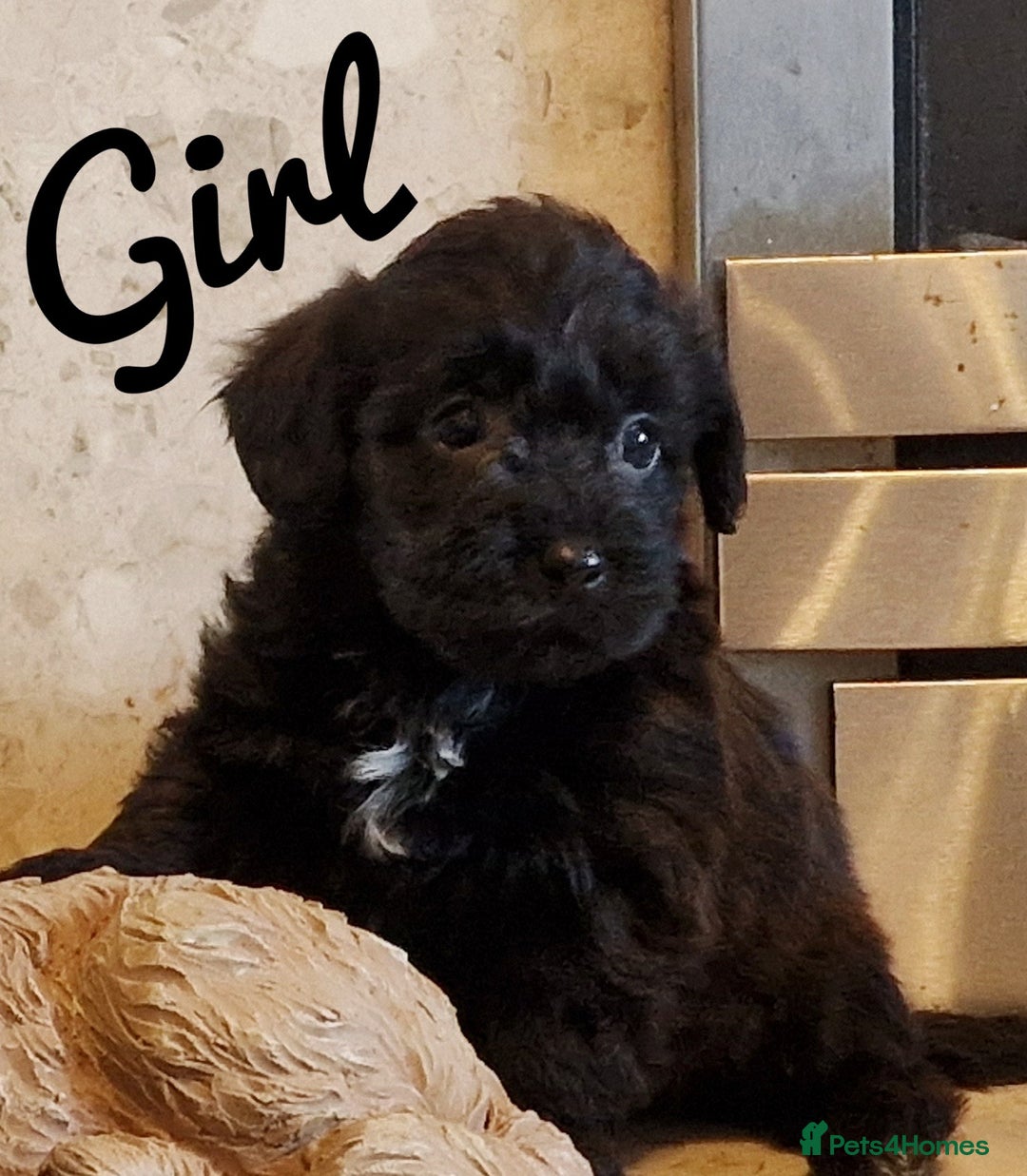 Mixed Breed dogs for sale: Westipoo pups - Advert 5