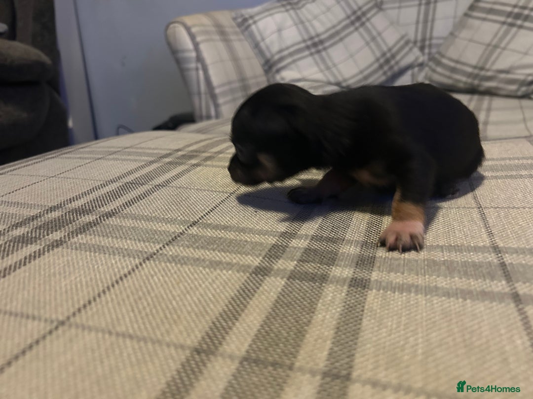 Chihuahua dogs for sale: Perfect Chihuahua pups for sale  - Advert 10