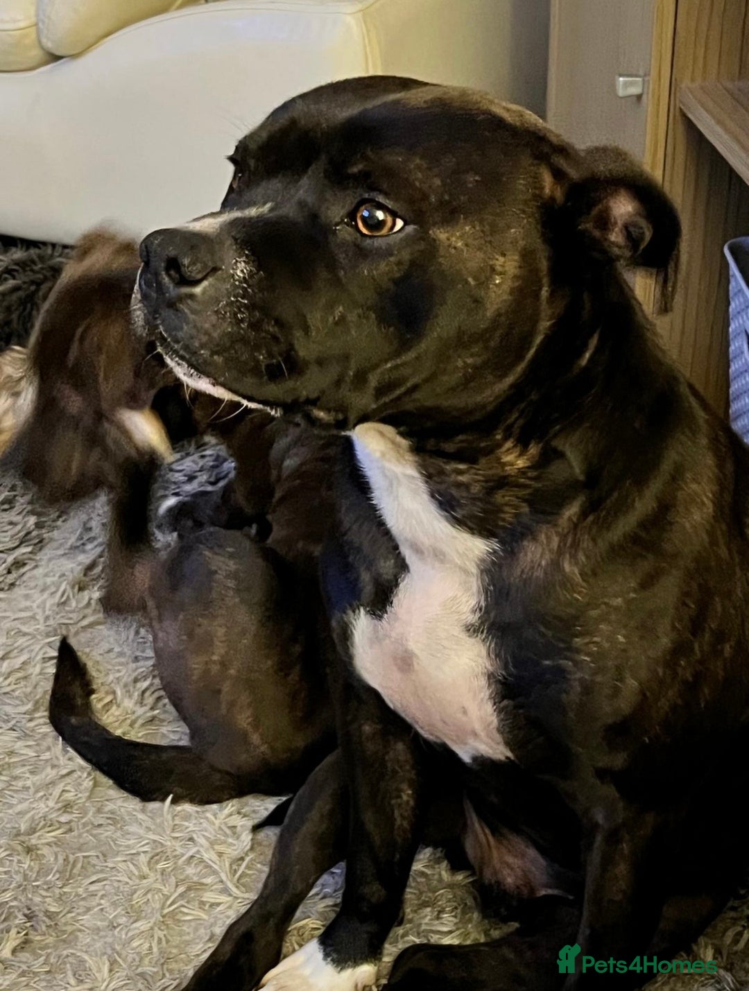 Staffordshire Bull Terrier dogs for sale: Heartbreaking Decision to Rehome  - Advert 7