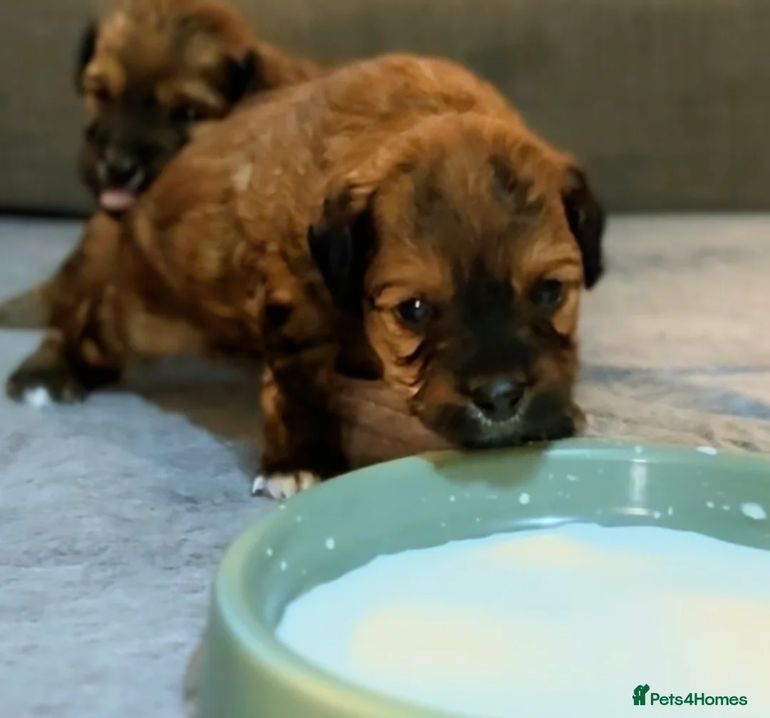 Maltipoo dogs for sale: Maltipoo puppy - Advert 19