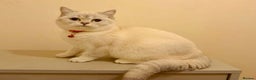 British Shorthair cats for sale: 🐾 British Shorthair Kittens — TICA Registered 🐾 - Advert 5
