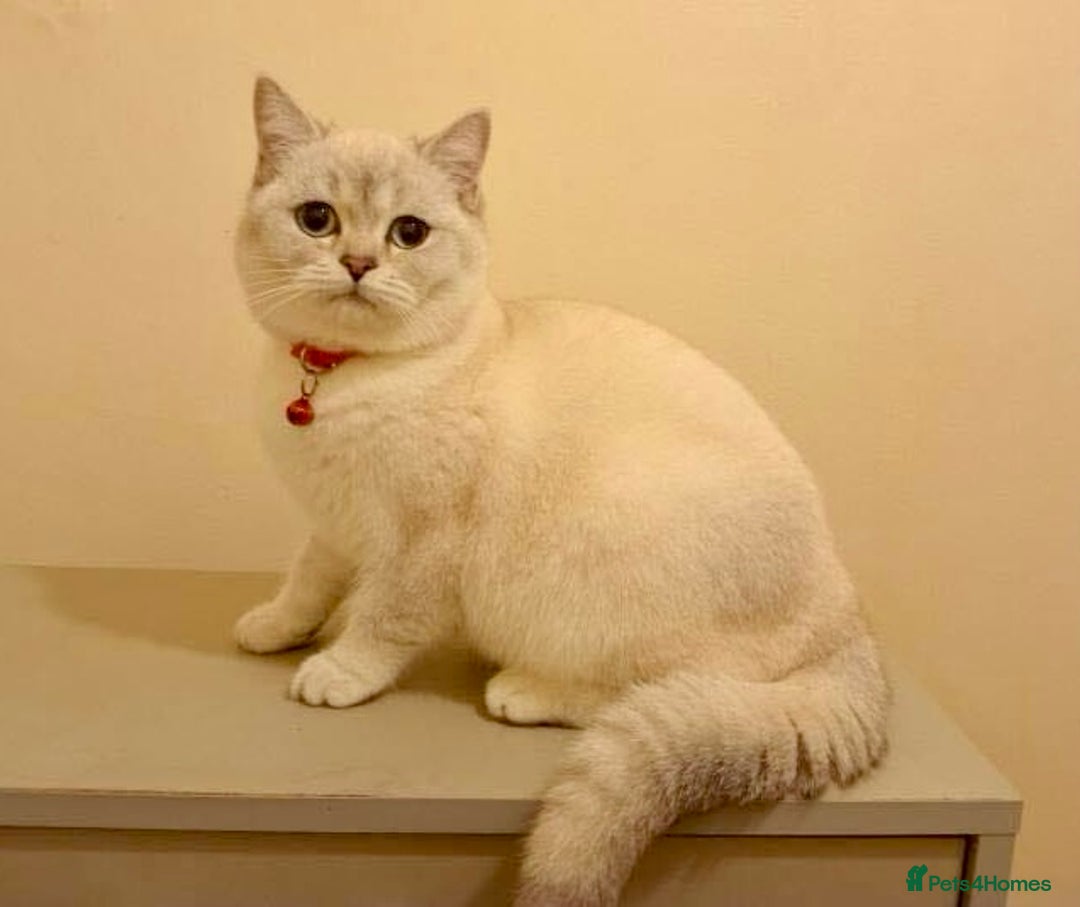 British Shorthair cats for sale: 🐾 British Shorthair Kittens — TICA Registered 🐾 - Advert 5
