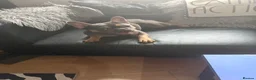 French Bulldog dogs for sale: Blue and tan female French bulldog 1yrs in Bury - Advert 6