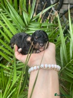 Cavapoo dogs - Advert 8