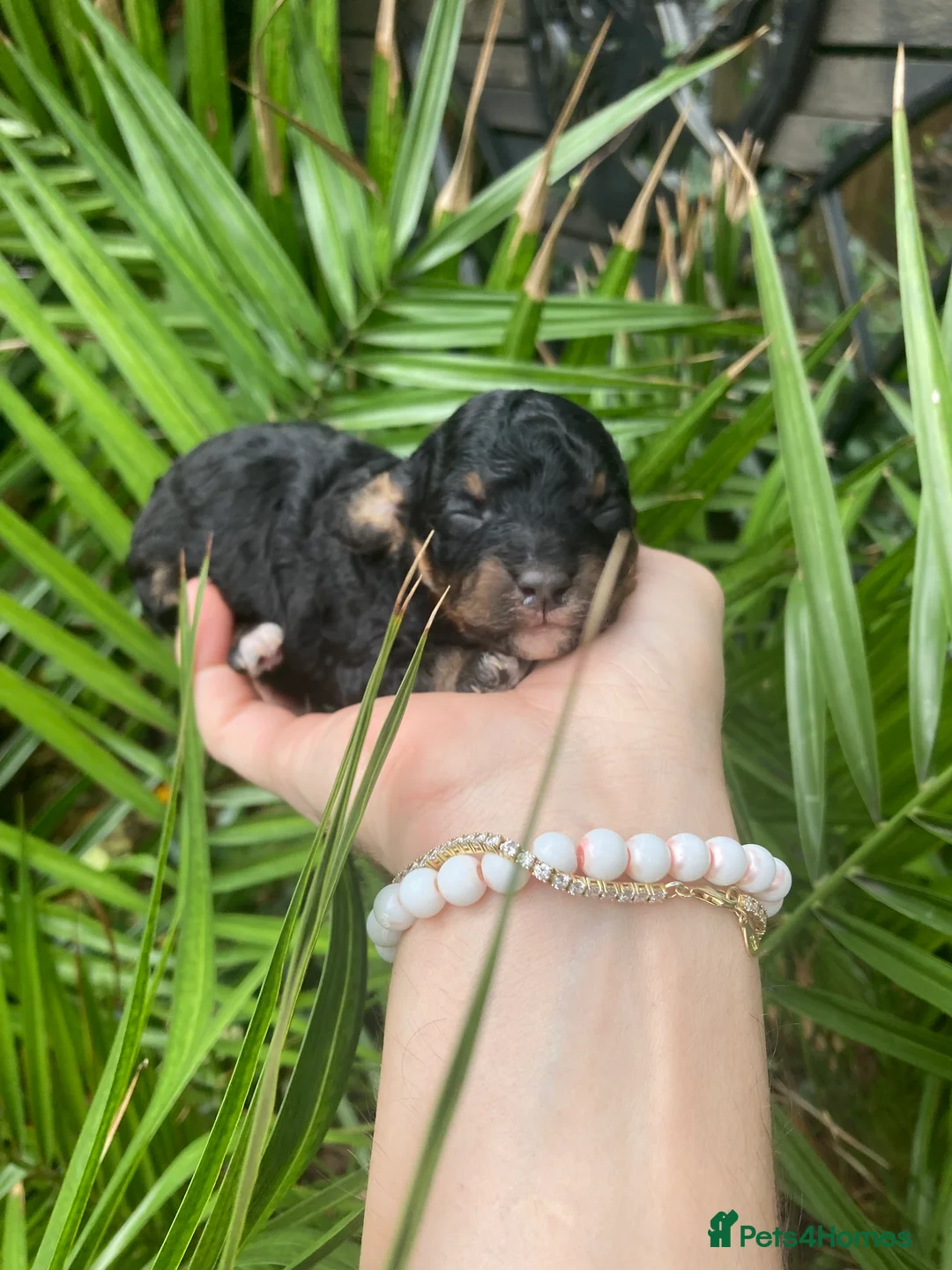 Cavapoo dogs for sale: Toy cavapoo WAITING LIST - Advert 11