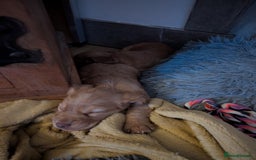 Cocker Spaniel dogs for sale: Golden cocker spaniel - Image 14