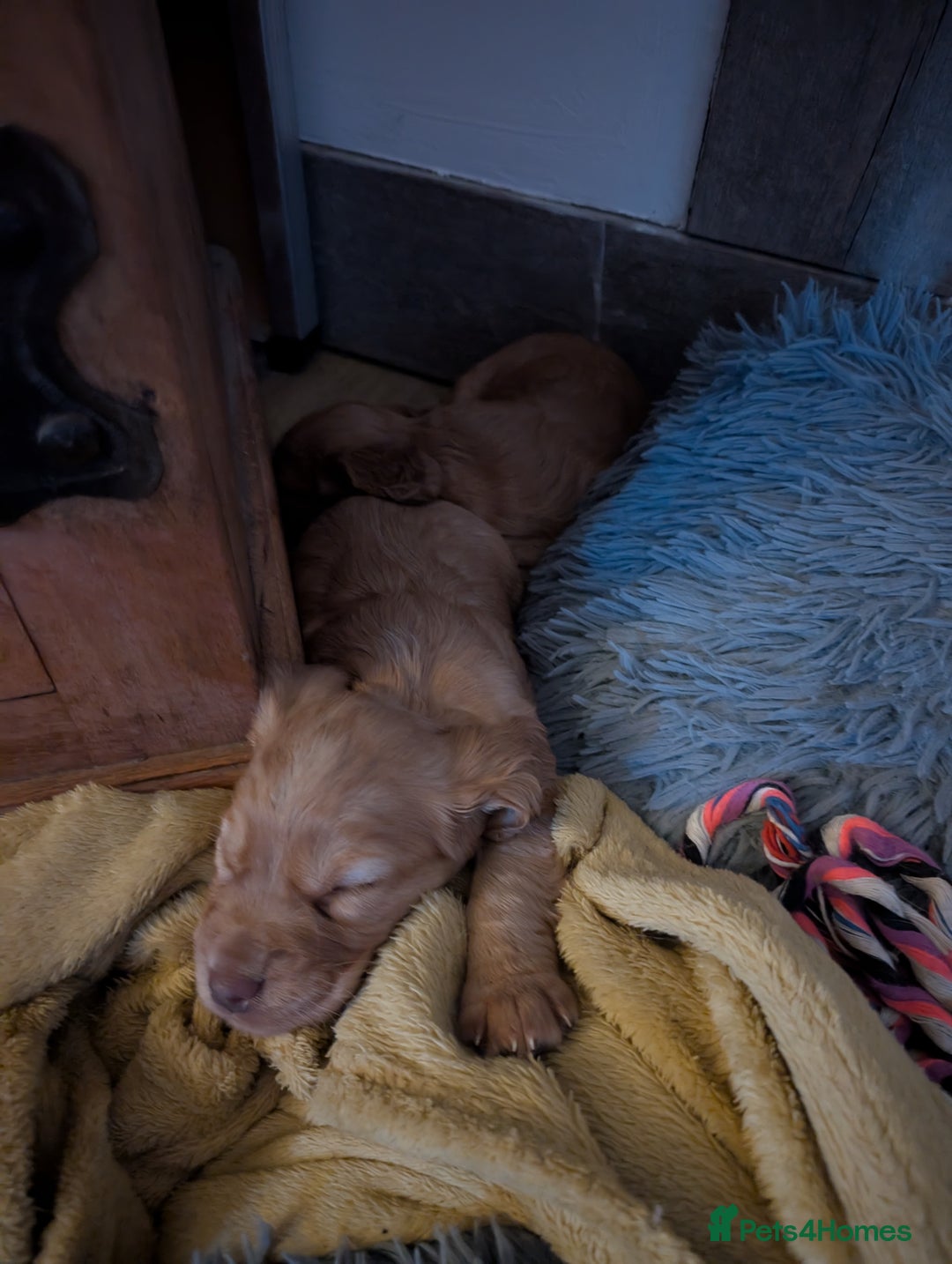 Cocker Spaniel dogs for sale: Golden cocker spaniel - Image 14