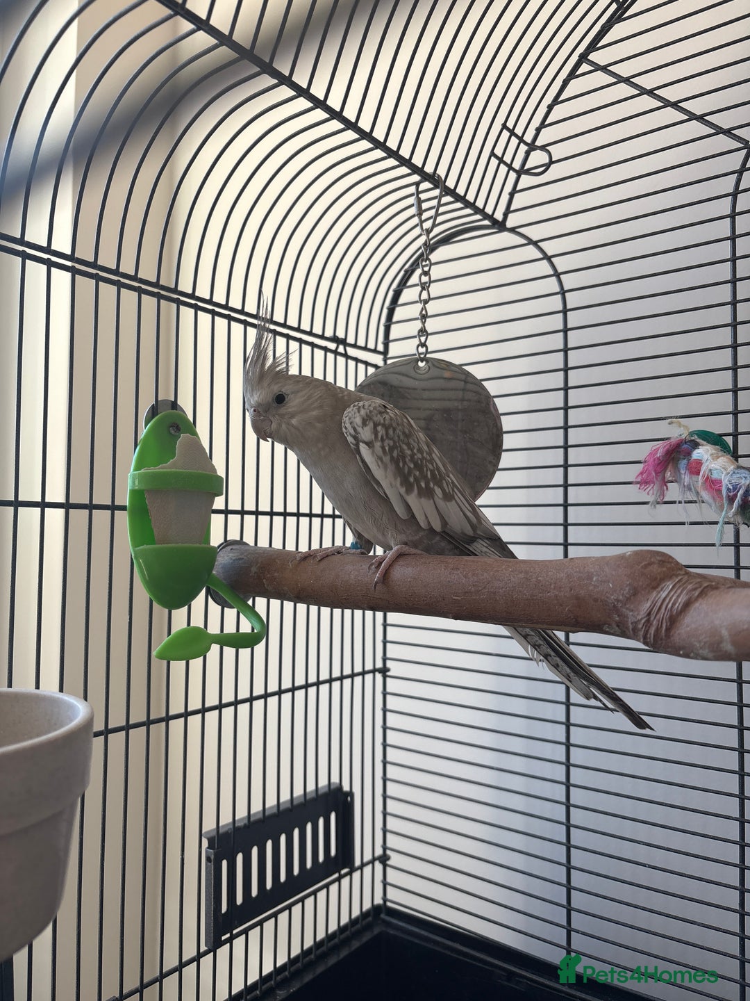 Cockatiels birds for sale: 2x cockatiels for sale and cage/toys - Image 9