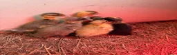 Ducks poultry for sale: Purebred Indian runner ducklings  in Melton Mowbray - Advert 4