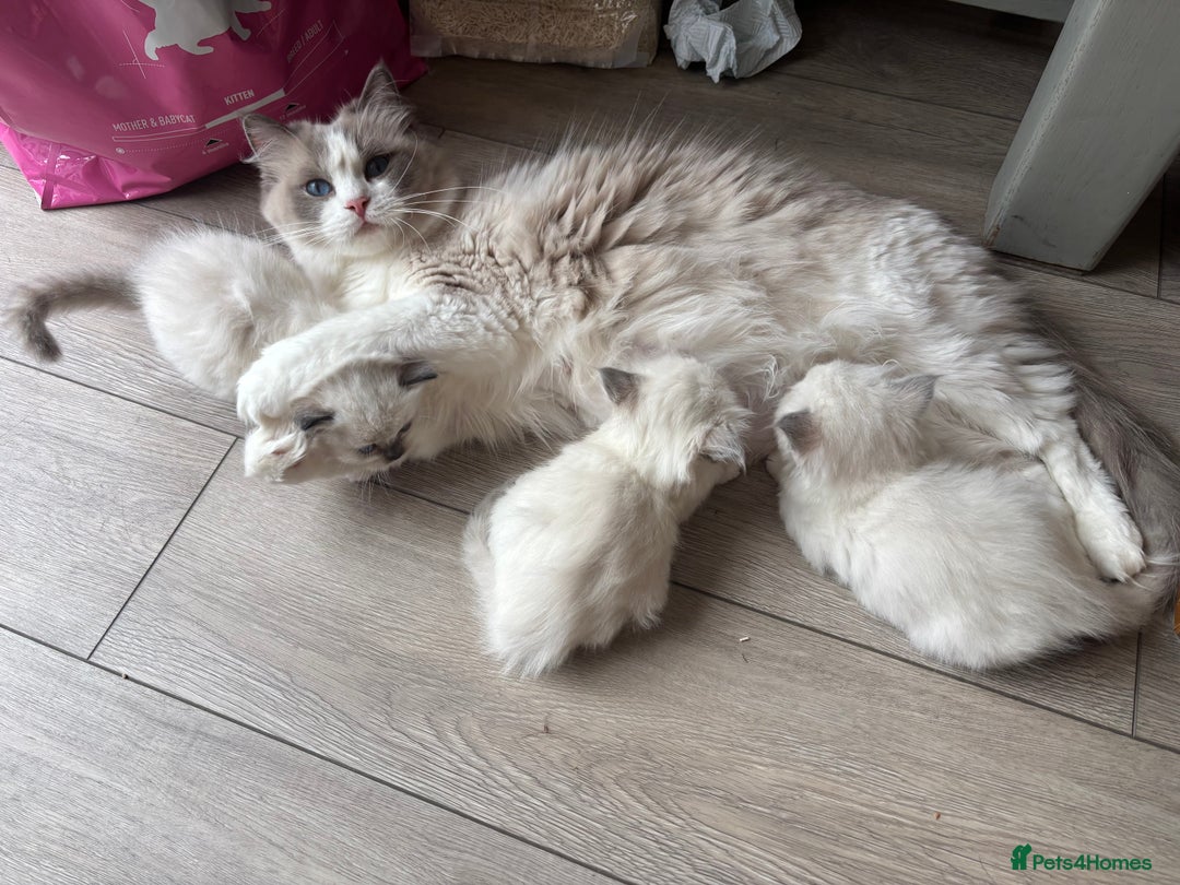 Ragdoll cats for sale: Gorgeous European ragdolls, Tica registered - Image 6