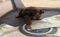 Mixed Breed dogs for sale: Rottweiler x Belgian malinoise  - Image 3