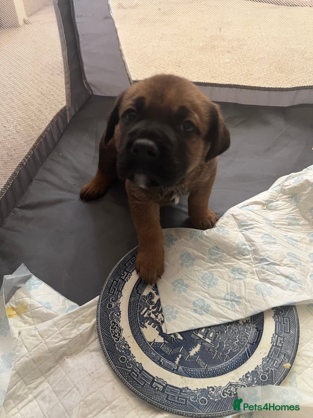 Mixed Breed dogs for sale: Rottweiler x Belgian malinoise  - Image 3