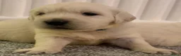 Golden Retriever dogs for sale: Super fluffy cream pups in Newark - Advert 26