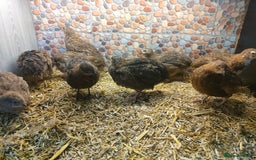 Quail poultry for sale: Mixed Japanese Courtnix Quails - Image 9