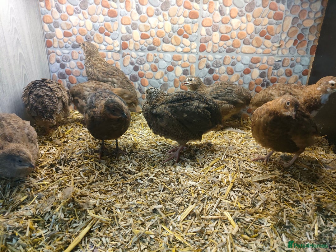 Quail poultry for sale: Mixed Japanese Courtnix Quails - Image 9