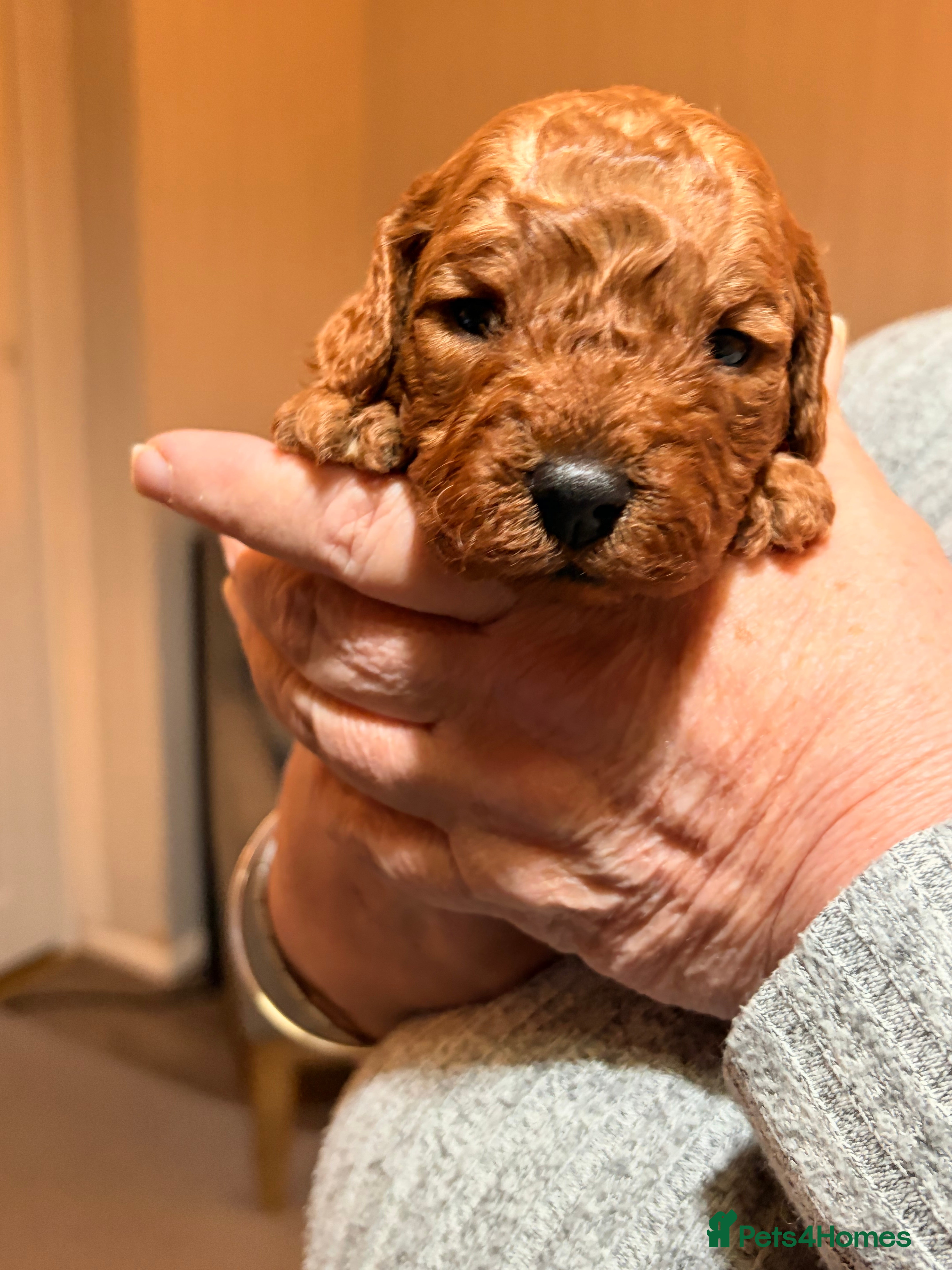 Cavapoo dogs Last 2 red cavapoo f1b puppies left - Advert 15