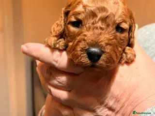 Cavapoo dogs Last 2 red cavapoo f1b puppies left - Advert 15