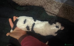 Bernedoodle dogs for sale: Bernedoodle F1B puppies - Image 24