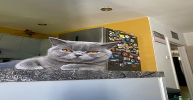 British Shorthair cats - Advert 5