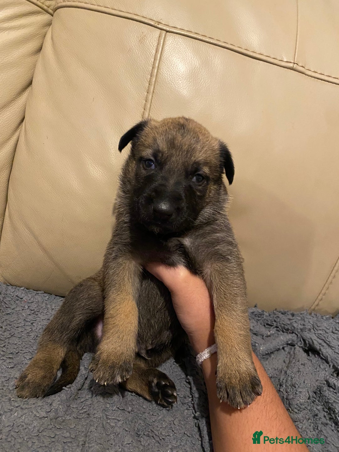 Belgian Shepherd Dog dogs for sale: Belgian Malinois puppies - Advert 17