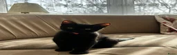 Russian Blue cats for sale: Fluffy black kittens  - Advert 3