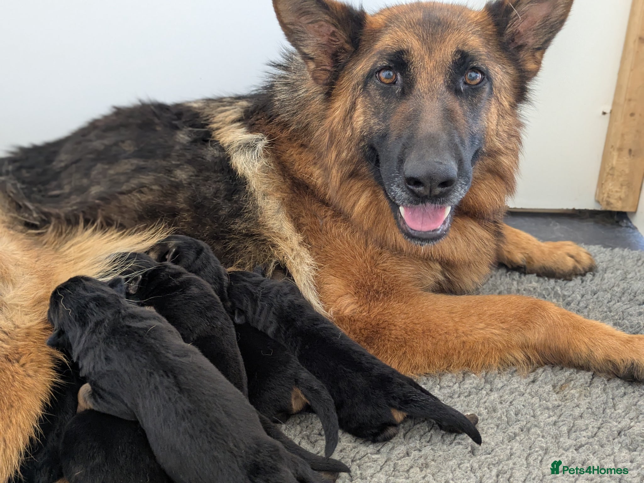 German Shepherd dogs Champion Show-Line KC Pups, Health Tested Parents - Advert 1