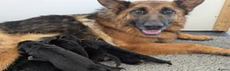 German Shepherd dogs for sale: Champion Show-Line KC Pups, Health Tested Parents - Advert 1