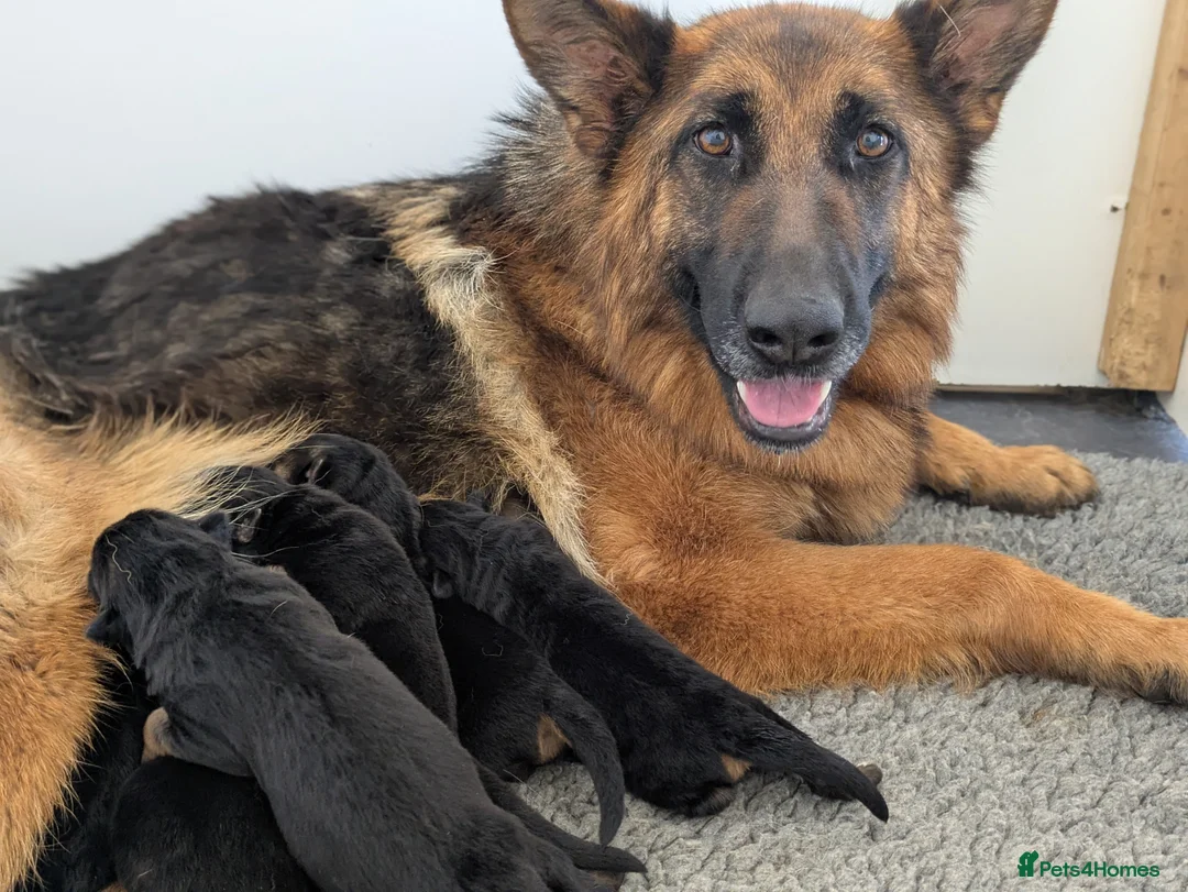 German Shepherd dogs for sale: Champion Show-Line KC Pups, Health Tested Parents - Advert 1