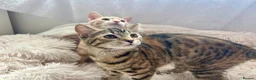 Domestic Shorthair cats for sale: Adorable Scottish mix Kittens 🐾 - Advert 3
