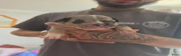 Mixed Breed dogs for sale: Fraffies *staff/frenchie* in Chertsey - Advert 5