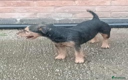 Mixed Breed dogs for sale: Lakeland x Russell terrier puppies  - Advert 2
