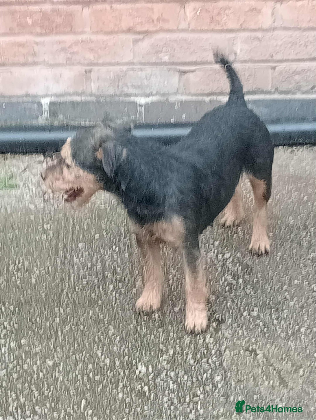 Mixed Breed dogs for sale: Lakeland x Russell terrier puppies  - Advert 2