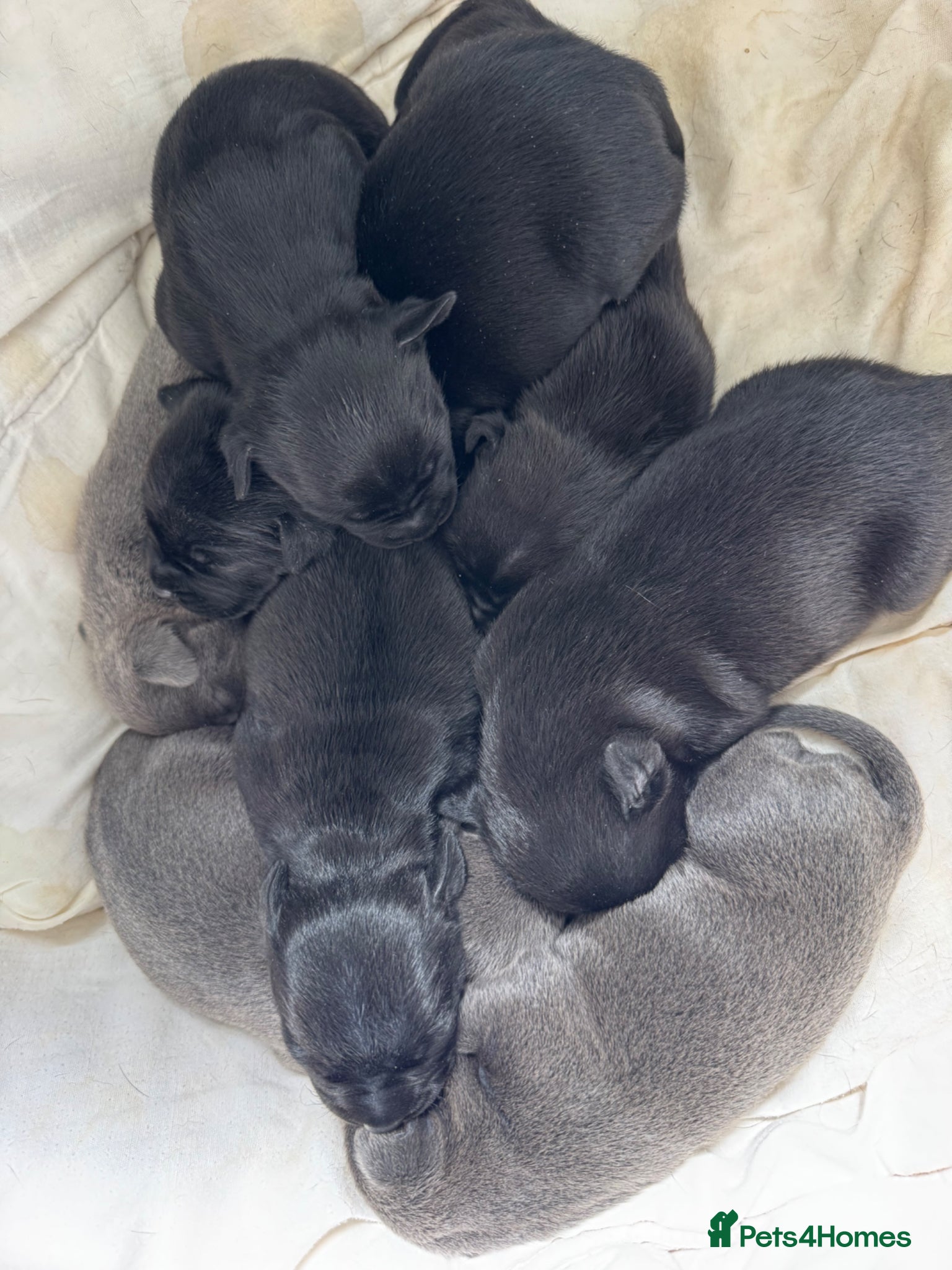 Staffordshire Bull Terrier dogs Staffie puppies  - Advert 1