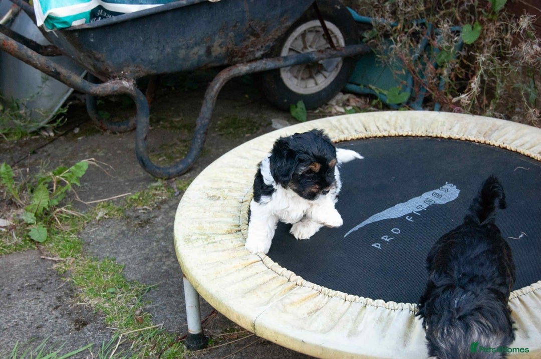 Lhasa Apso dogs for sale: Rare 5* Kyi-Leo Puppies ready for loving homes NOW - Image 25