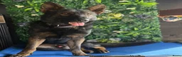 German Shepherd dogs for sale: Alfie – Elite Family Protection Dog in Rochester - Advert 1