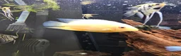 Cichlids fish for sale: Tropical Cichlids - Advert 16