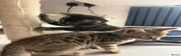 Bengal cats for sale: Pure Bengal Kittens-Rare Black Melanistic+Spotted in Beckenham - Advert 7