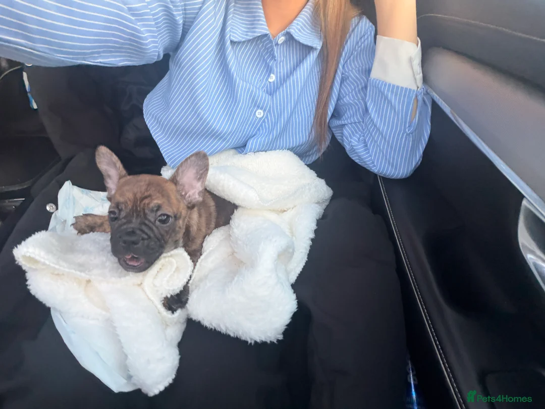 Mixed Breed dogs for sale: 12 weekold Frenchie mixed Yorkshire terrier - Advert 2