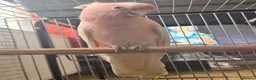 Cockatoo birds for sale: STUNNING HAND-REARED MAJOR MITCHELL’S COCKATOO - Advert 4