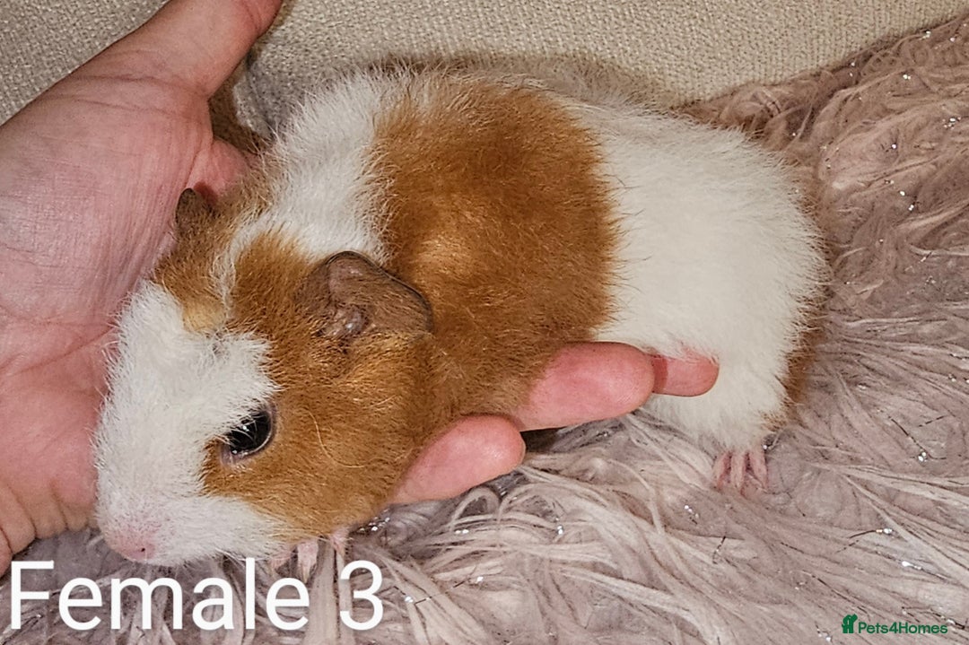 Guinea Pig rodents for sale: 7 Week Old Baby Guinea Pigs - Image 7