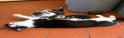 Mixed Breed cats for sale: Mixed breed Kittens - Advert 2