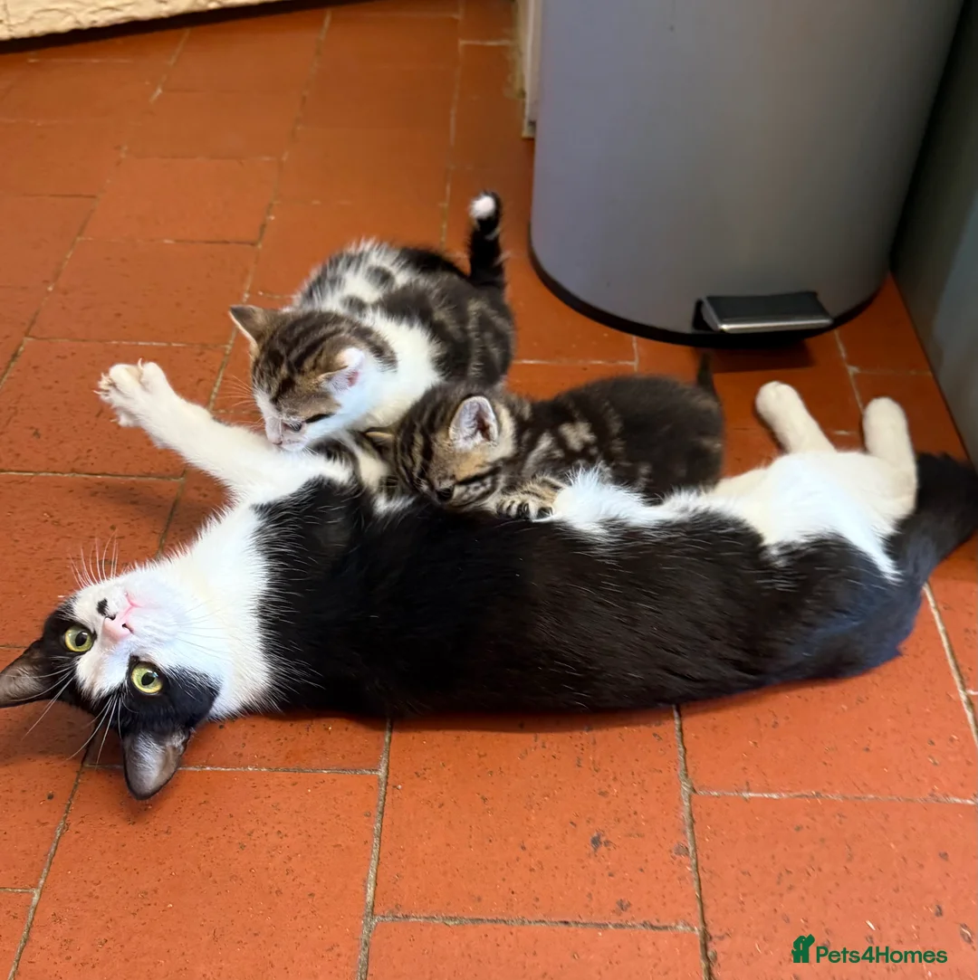 Mixed Breed cats for sale: Mixed breed Kittens - Advert 2