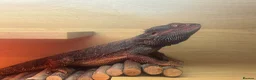 Bearded Dragon reptiles for sale: Hypo G-stripe red monster bearded dragon  - Advert 5