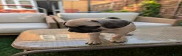 Pug dogs for sale: Loving Home Wanted for Pug Puppy - Advert 4