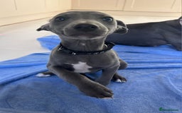 Whippet dogs for sale: Beautiful Male Whippet Puppy - Image 21