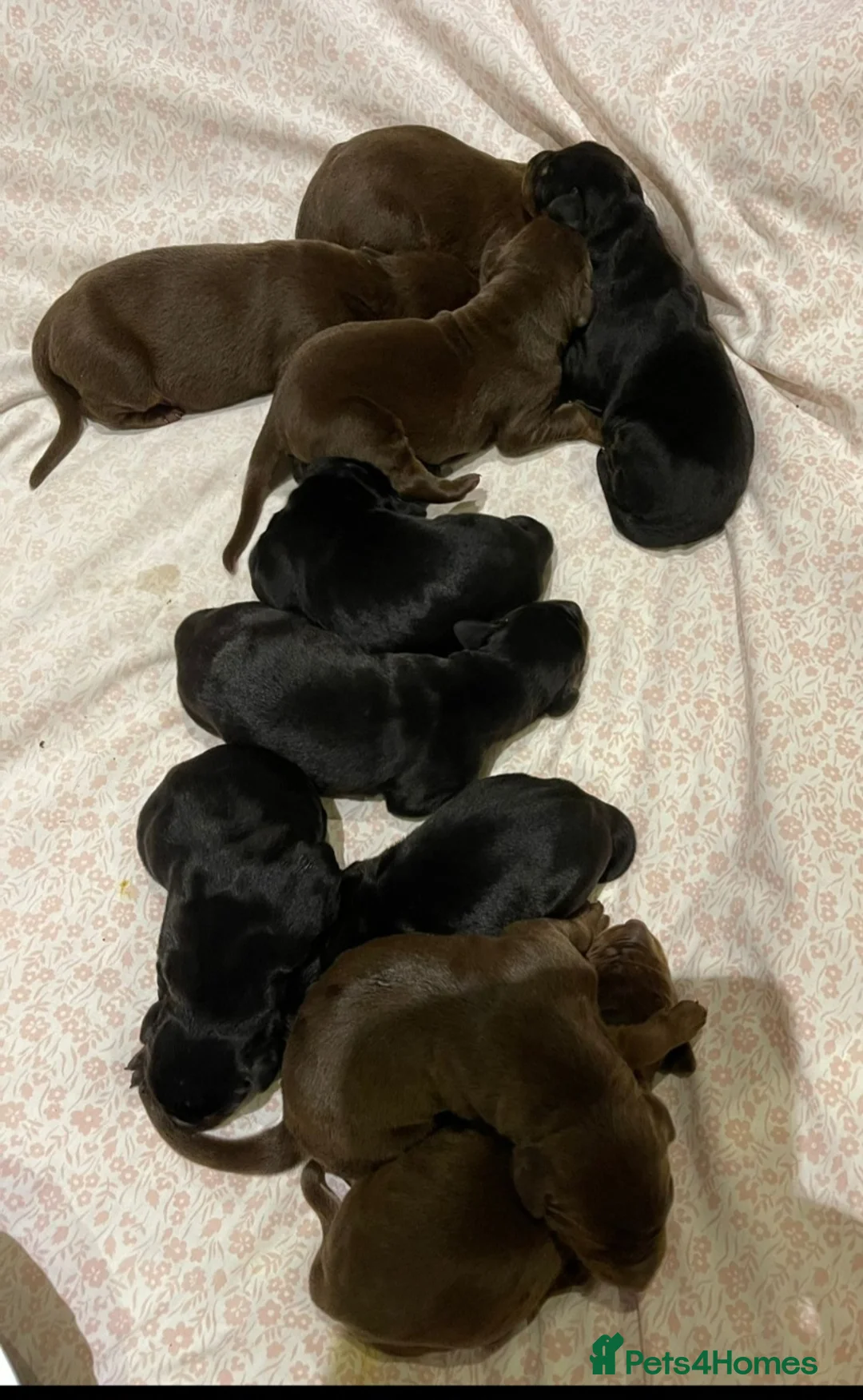 Dobermann dogs for stud: Gorgeous Full European Black & Tan Doberman in New Milton - Advert 6