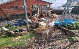 Chickens poultry for sale: Various breeds of chickens  - Image 6