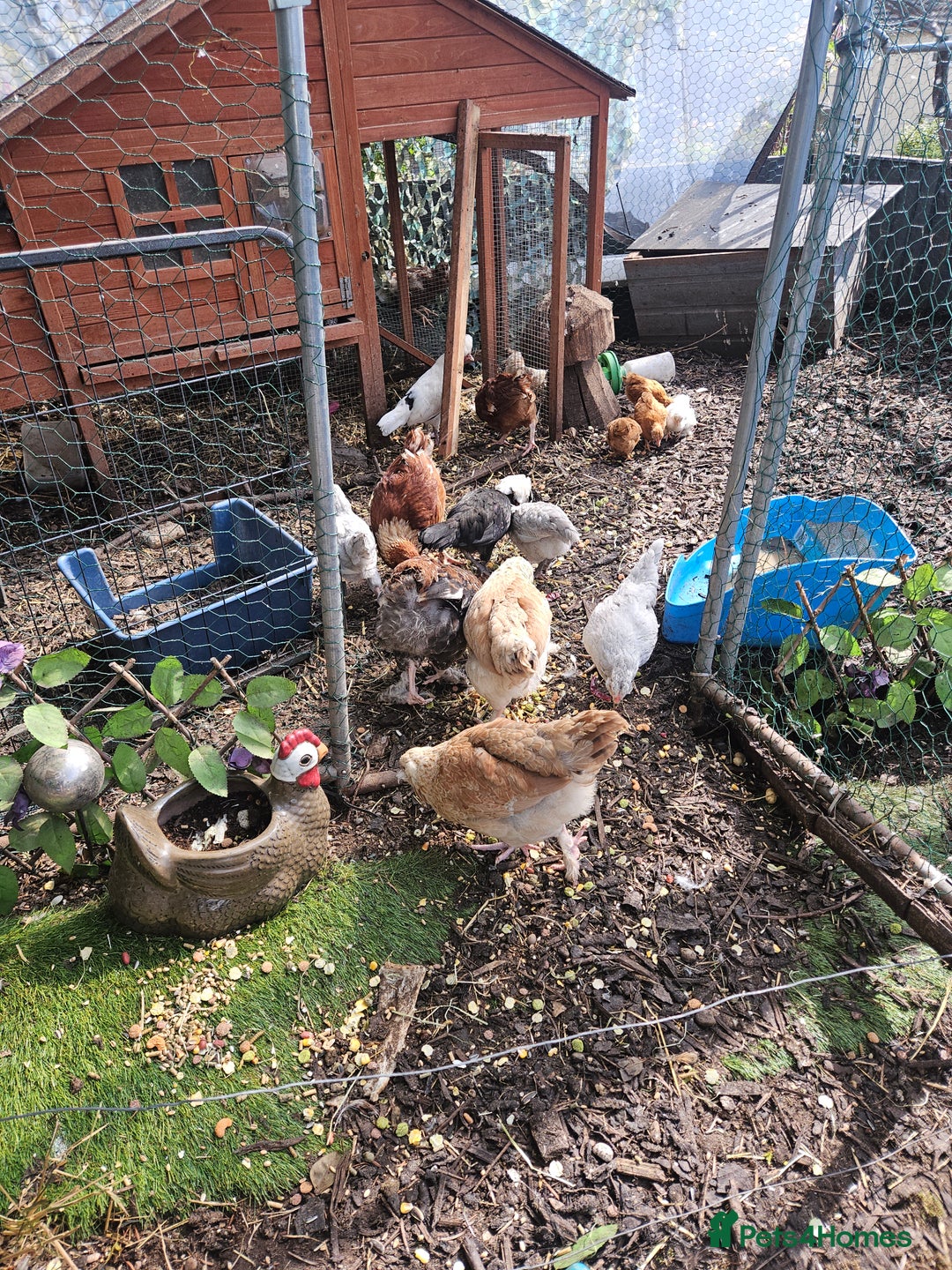 Chickens poultry for sale: Various breeds of chickens  - Image 6